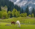 Kashmir