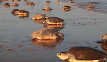 Olive Ridley Tours