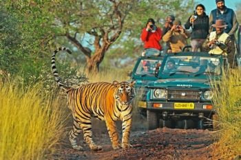 Jaipur Ranthambore National Park Tour Package