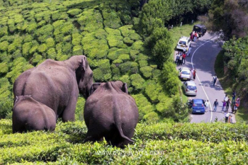 Cochin Munnar Thekkady Alleppey Tour Package